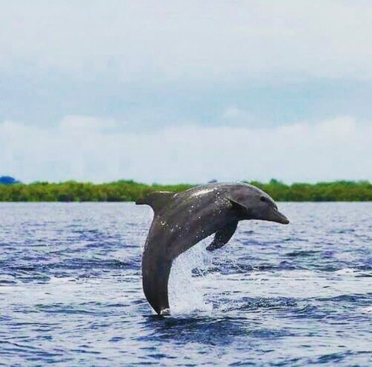 Bahía De Los Delfines Panama
