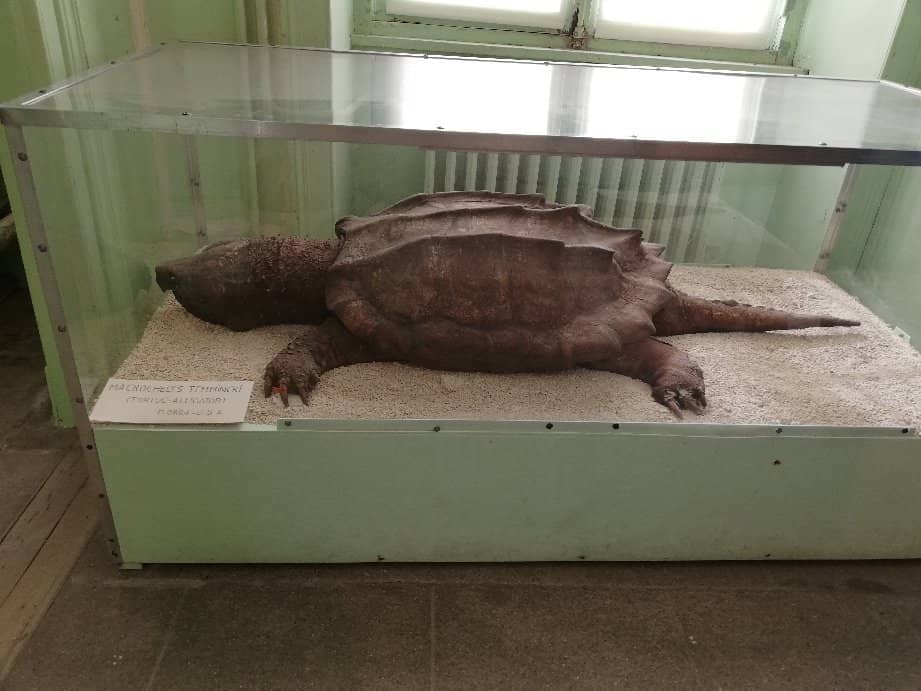 Cabinet of Curiosities