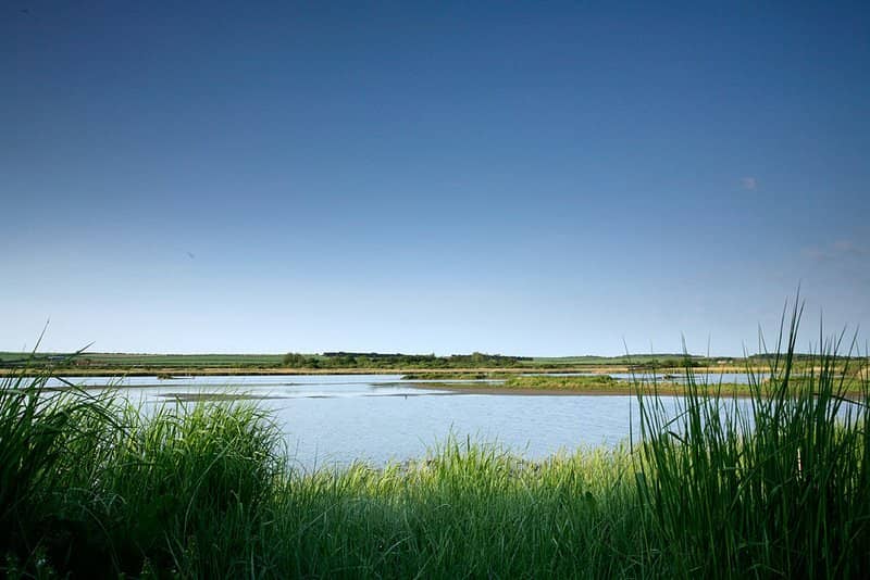 Lagoon and Saltmarsh Habitats