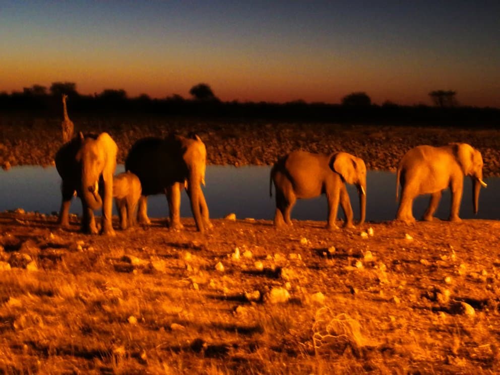 Lodge Waterhole Etosha National Park