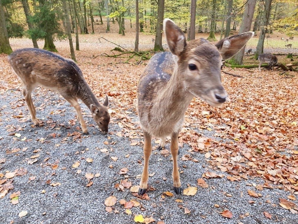 Wildpark Klaushof