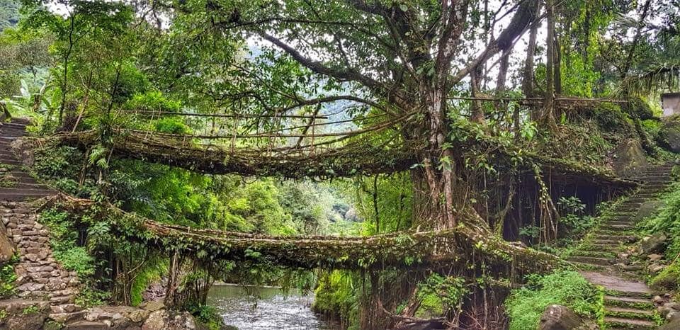 Double Decker Living Root Bridge
