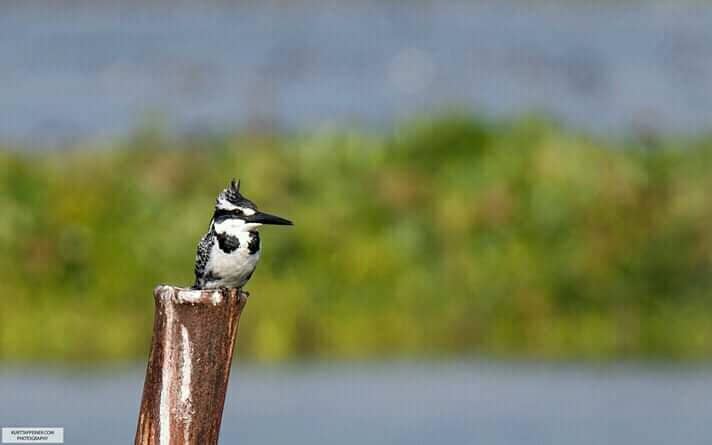 Migratory Bird Spectacle