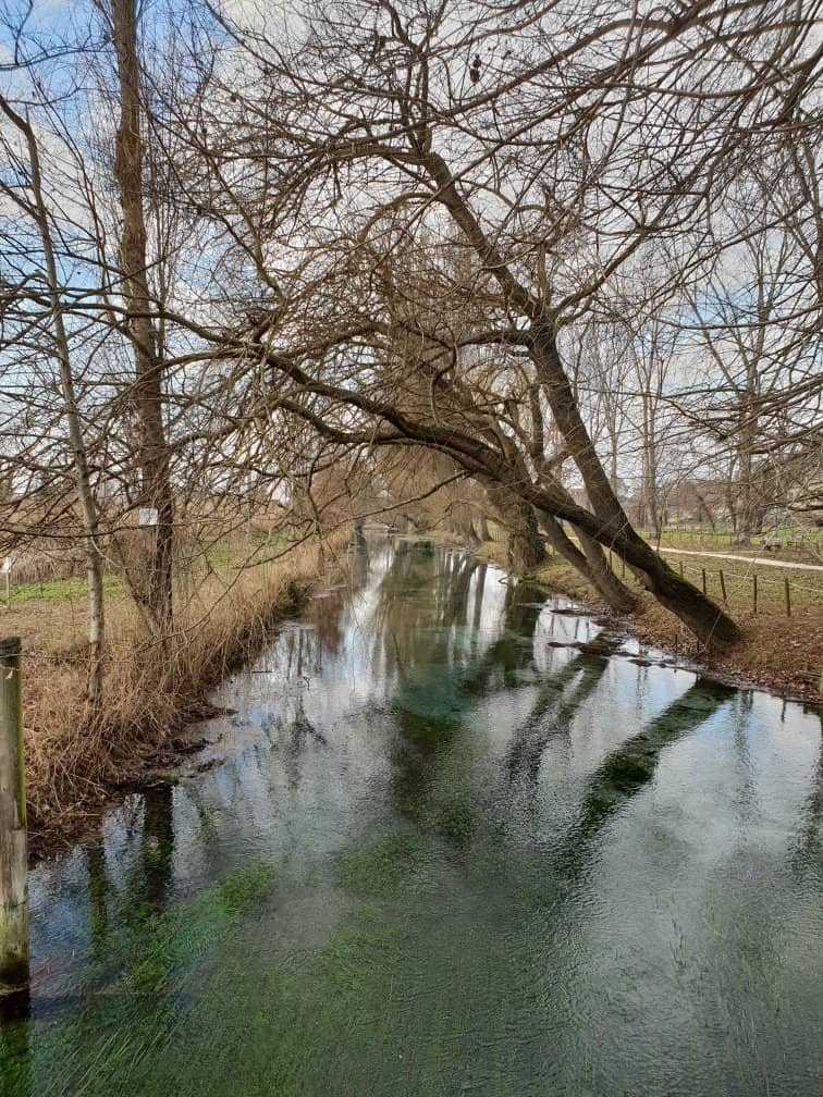 Wooded Walking Trails