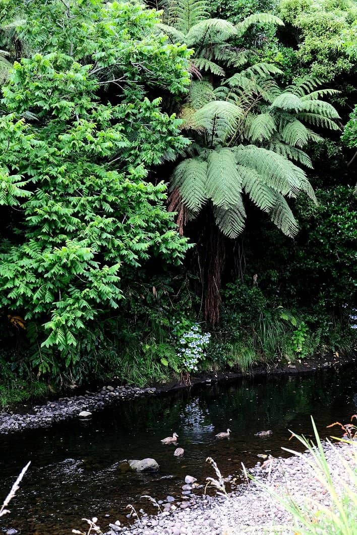 Te Henui Riverbanks