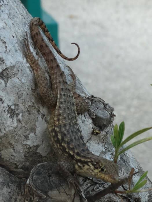 Wildlife Encounters