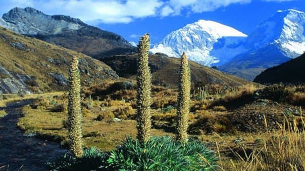 PASTORURI ITINERARIO SALIDA: 8:30 am DURACION: 8hrs. Aprox. Excursión de inolvidable aventura en la nieve por el sur del callejón de Huaylas, visitando la laguna de Patocoha, las aguas gasificadas de Pumapampa, el ojo de agua de Pumashimi, Aguas de Colores, la Puya Raymondi y apreciar la nueva ruta del cambio climático de Nevado Pastoruri.