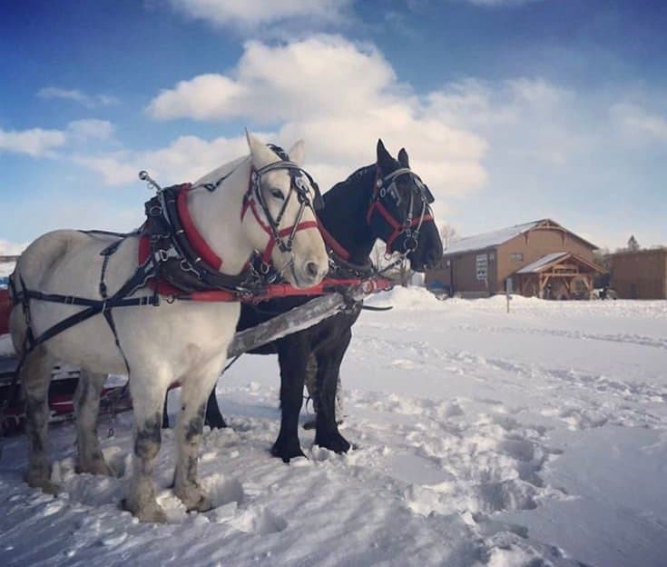 Horse-drawn sleigh ride