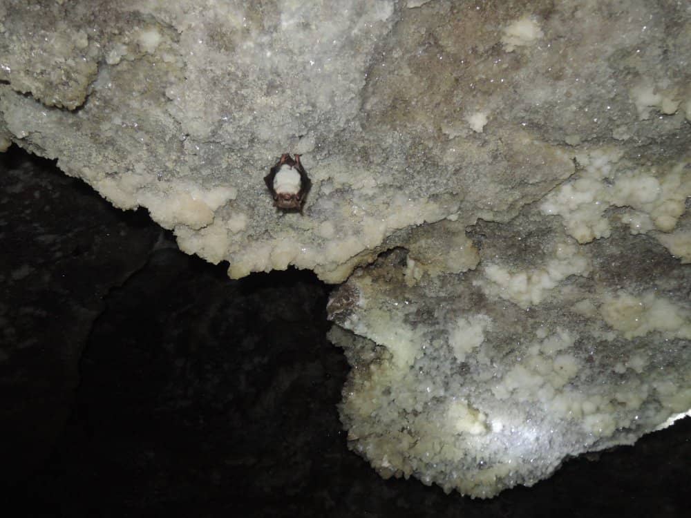 The Speleologist's Expertise
