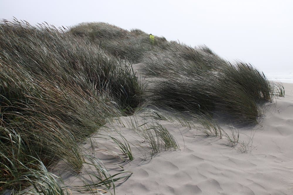 More dunes