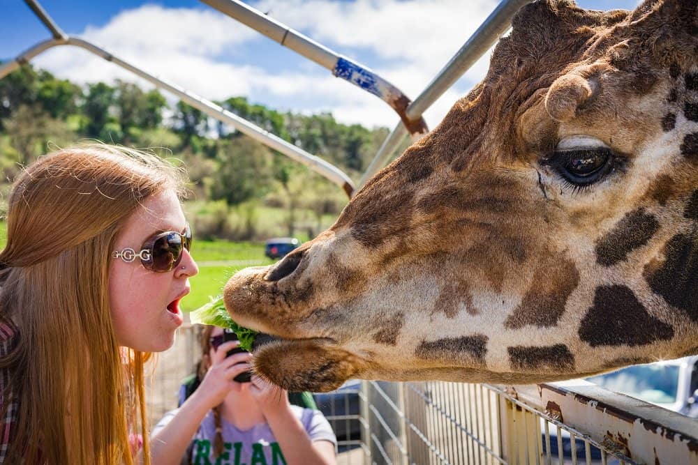 Giraffe Feeding