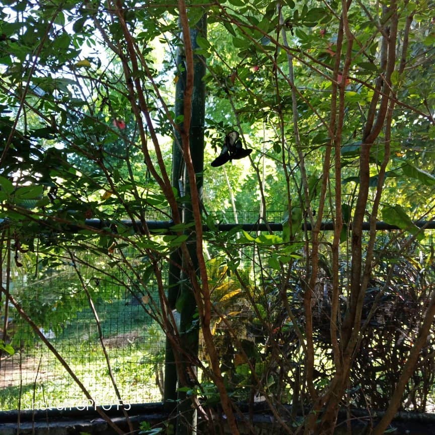 Exotic Insect Collection