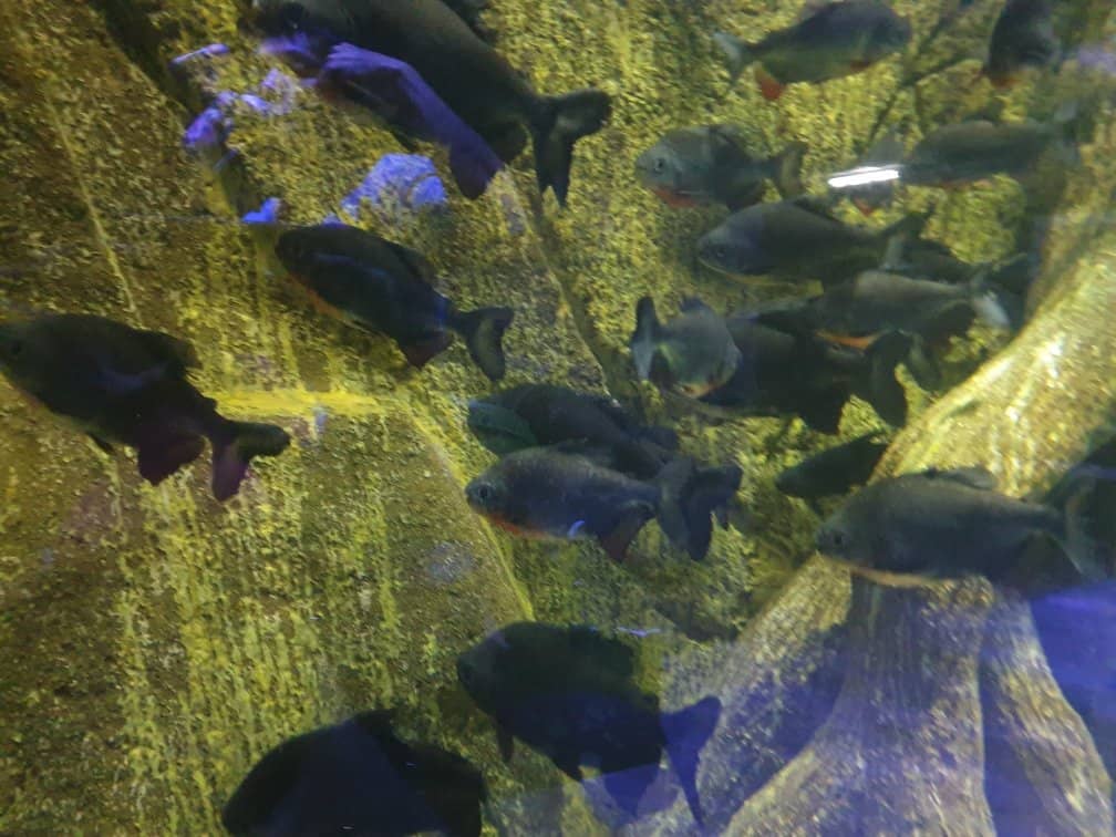 Diverse Marine Life