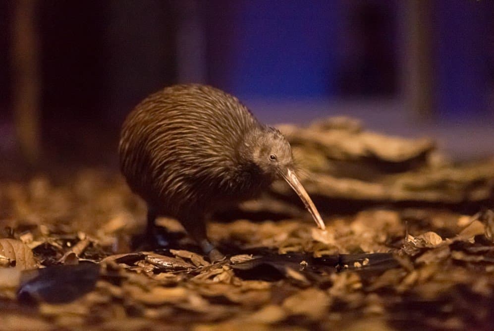 Ben the Kiwi