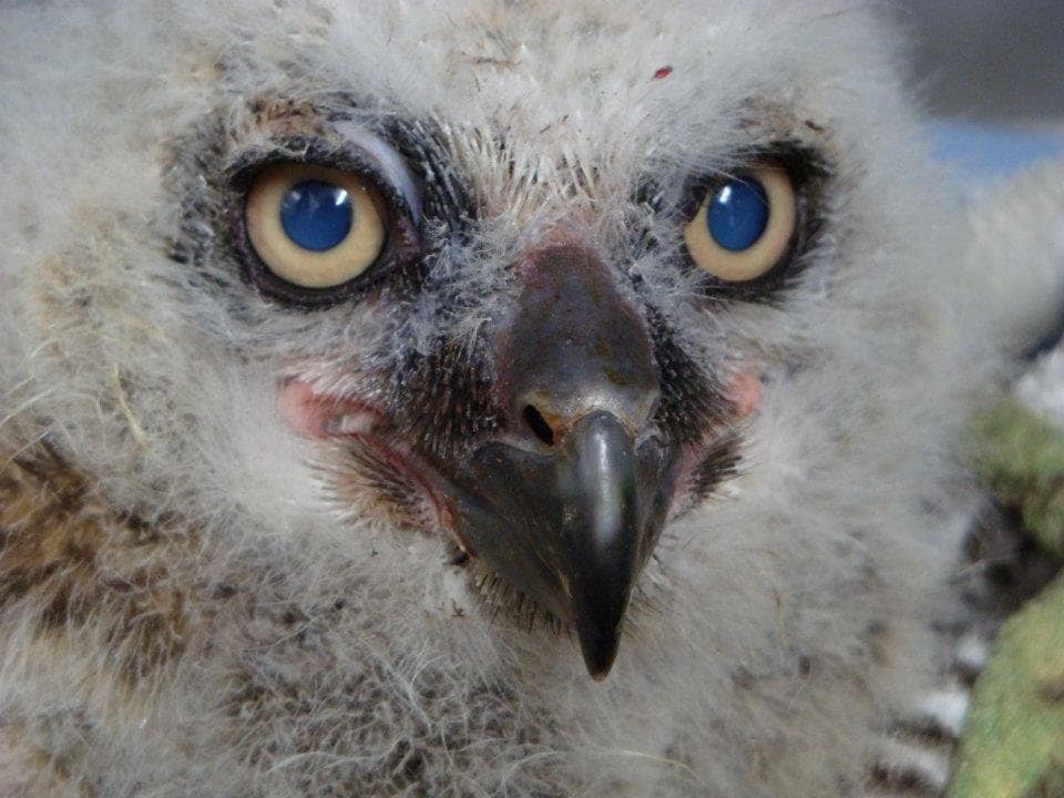 Rehabilitating Birds of Prey