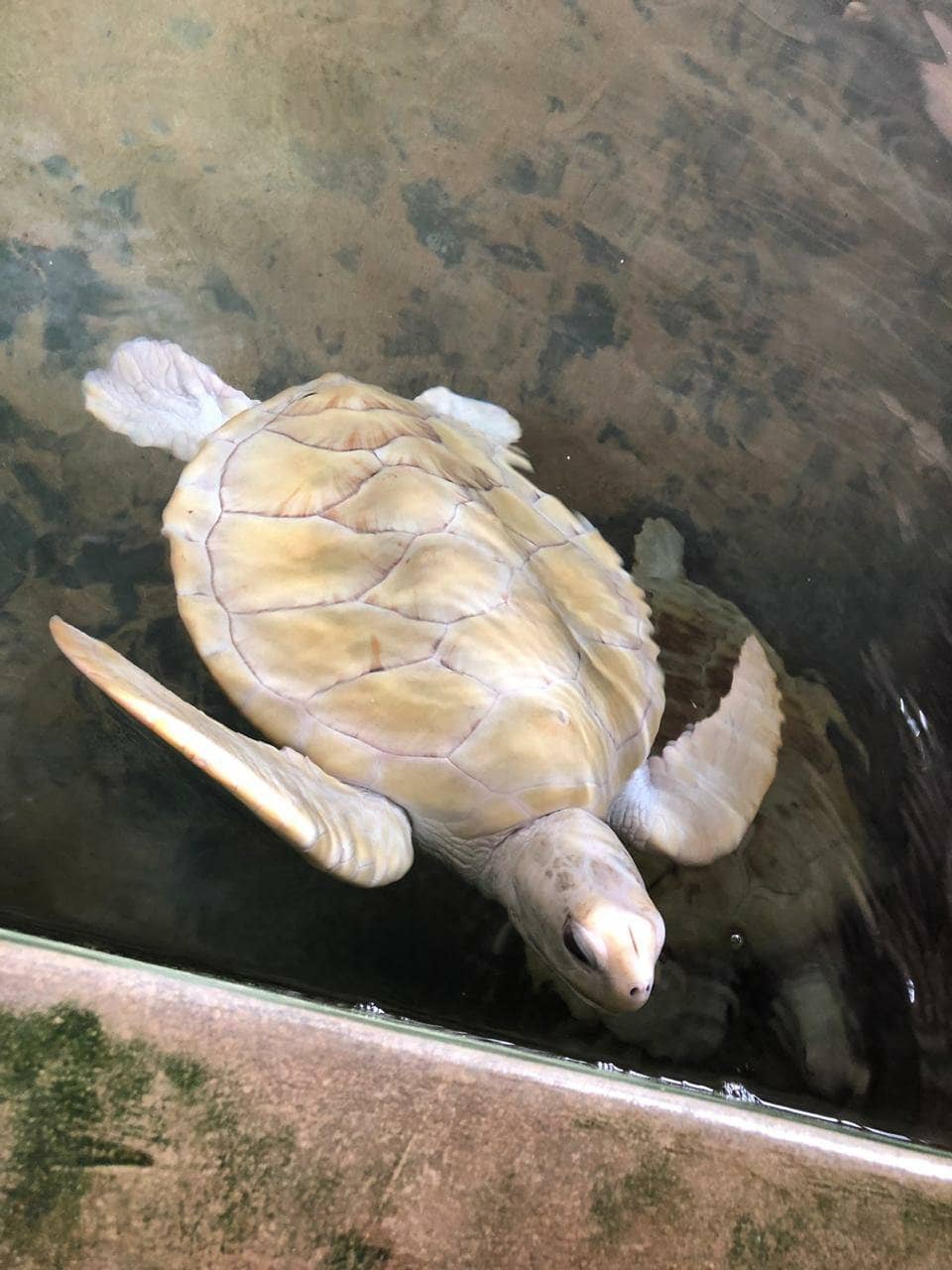 Hatchery and Viewing Tanks