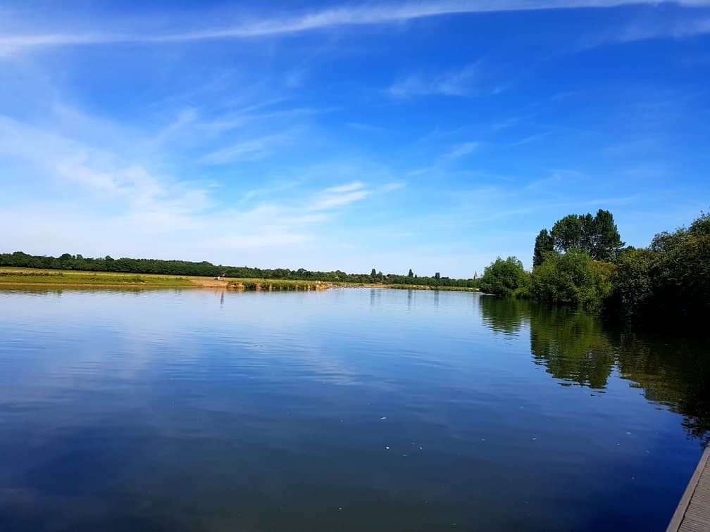 Wild Horses and Cattle