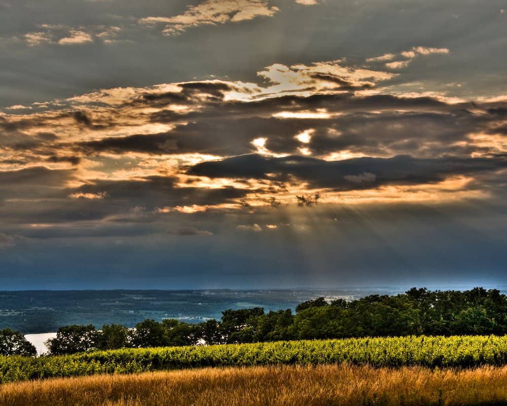 Riesling Selection