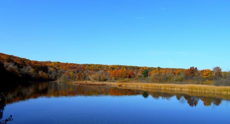 Forest surrounding the water.