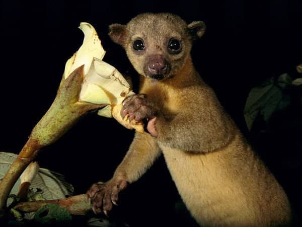 Volunteer-Led Restoration