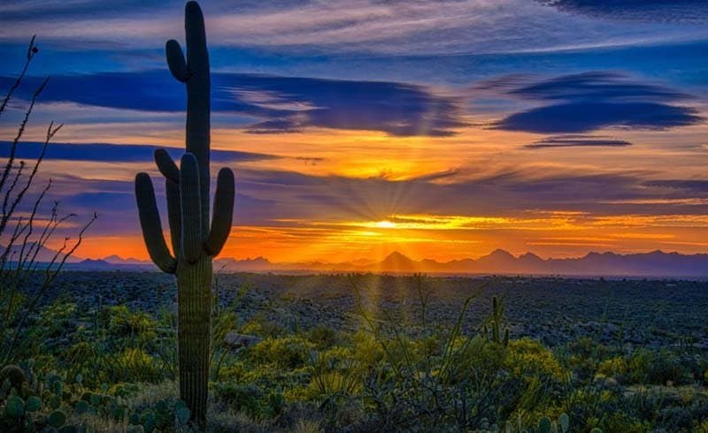 Enjoy the scenic eight-mile Cactus Forest Loop Drive and stop at one of the vista points for a mesmerizing show. Full article on the bio!