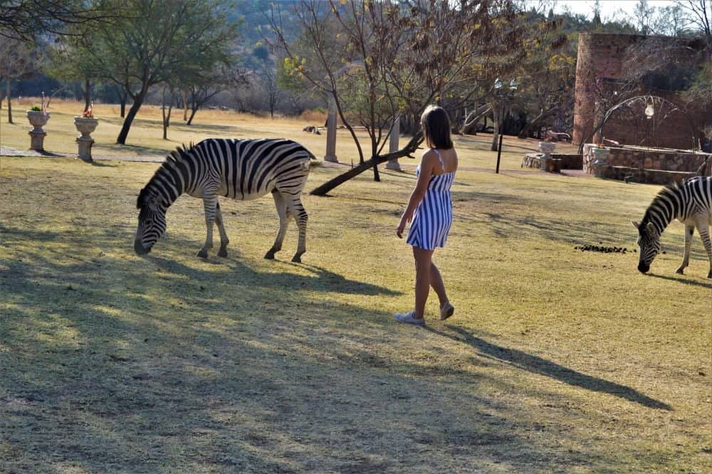 Wildlife Encounters