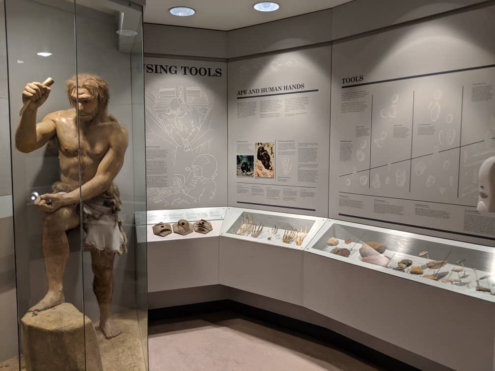 Southwest Evolution Exhibits