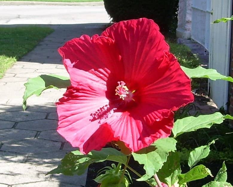 Kentucky Shakespeare Festival