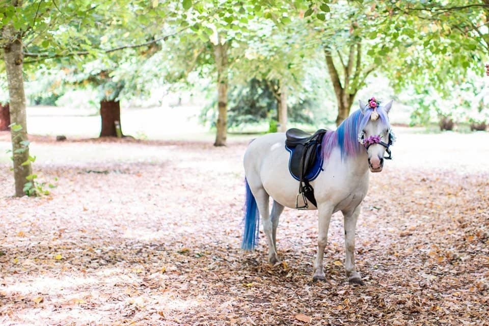 Enchanting Italian Gardens