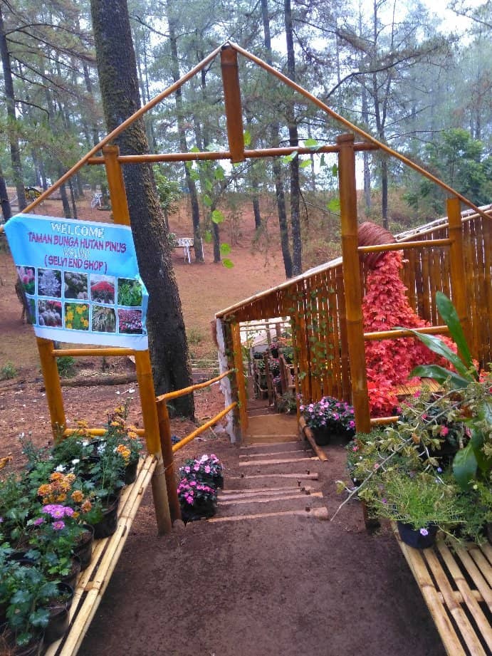 Misty Highland Views