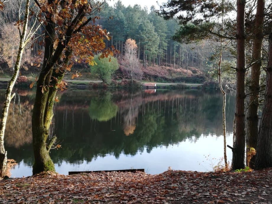Cannock Chase Forest Birches Valley