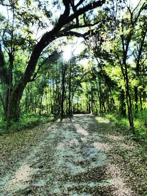 Diverse Trail Network