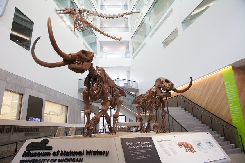 Male and female mastodons greet visitors