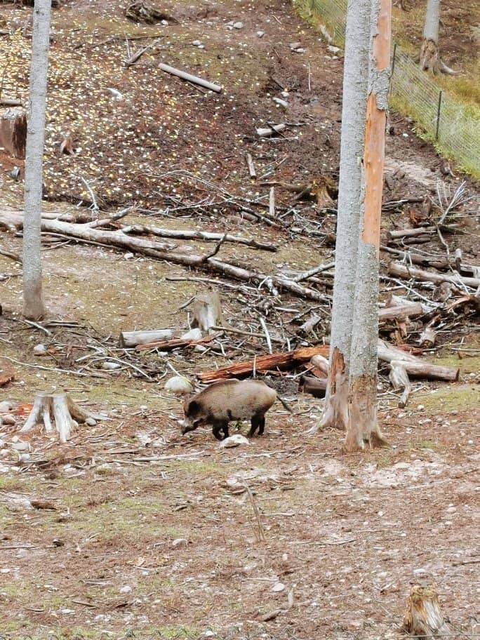 Forest Walking Trails
