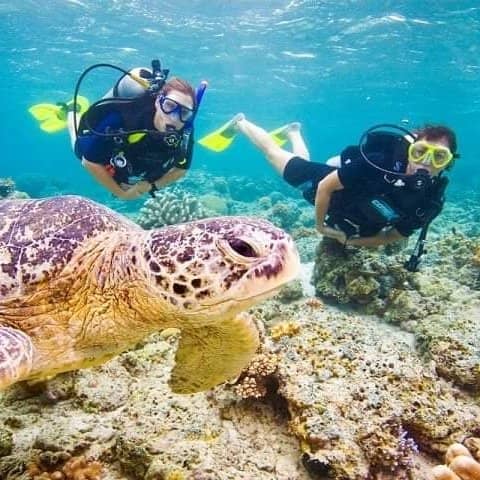 Turtle Beach Encounters