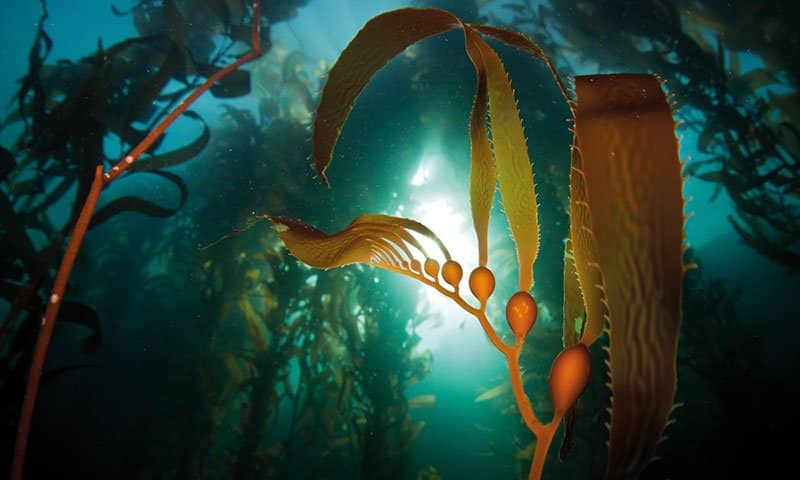 Blacktip Reef Sharks
