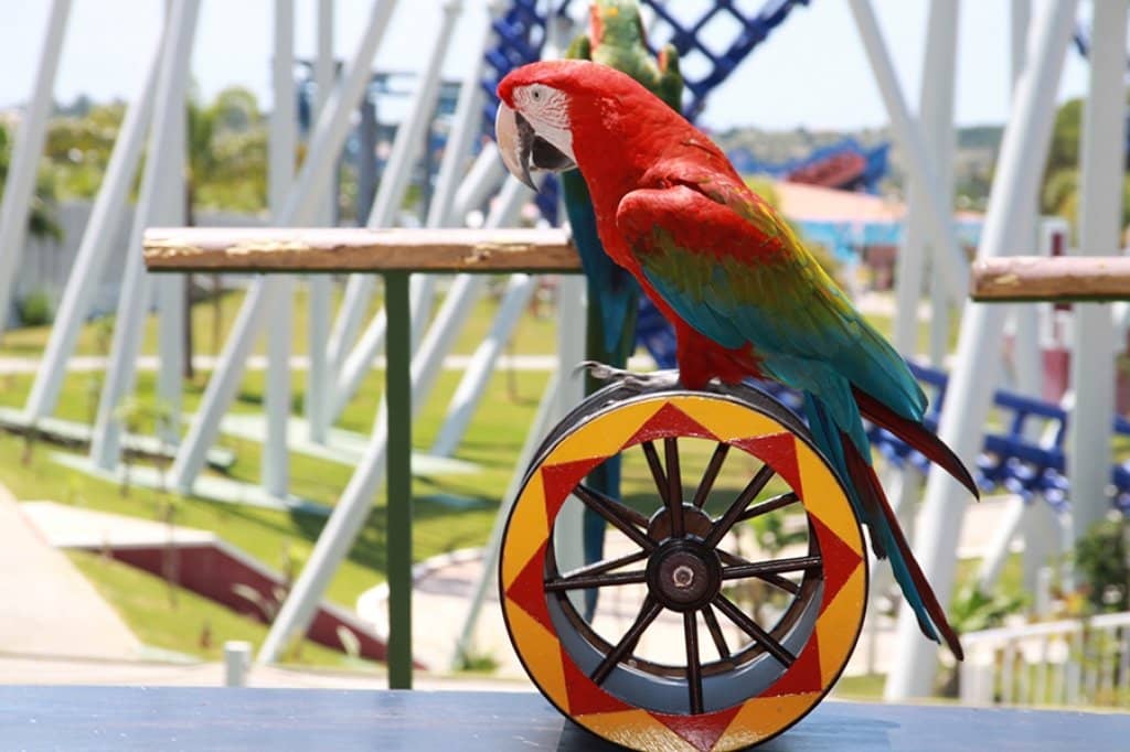 Wave Pools & Kids' Playgrounds