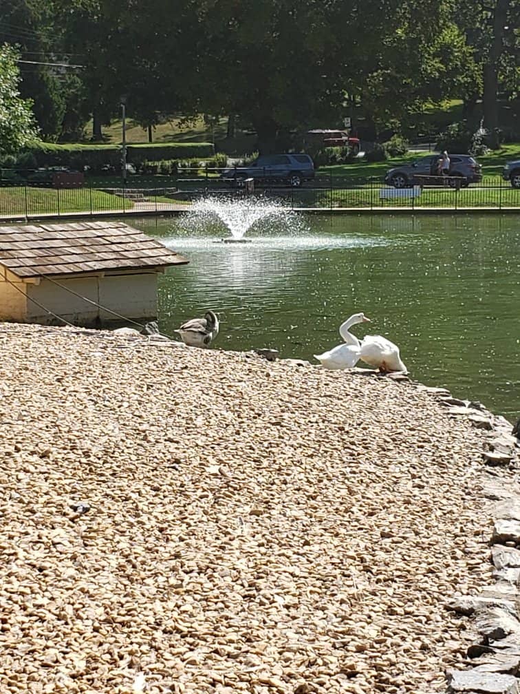 Community Gatherings & Events