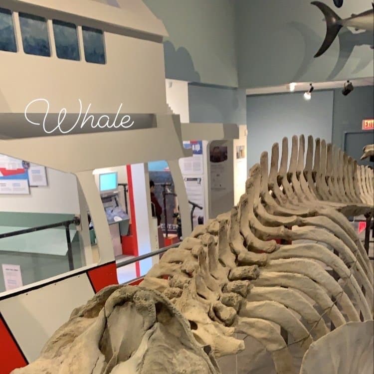 Museum of Natural History