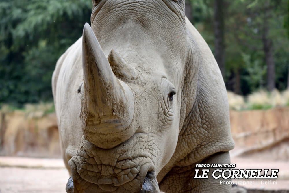 Rhino