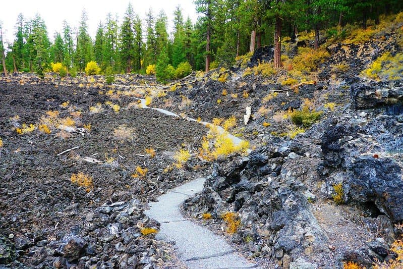 A portion of the Lava Cast Forest Trail