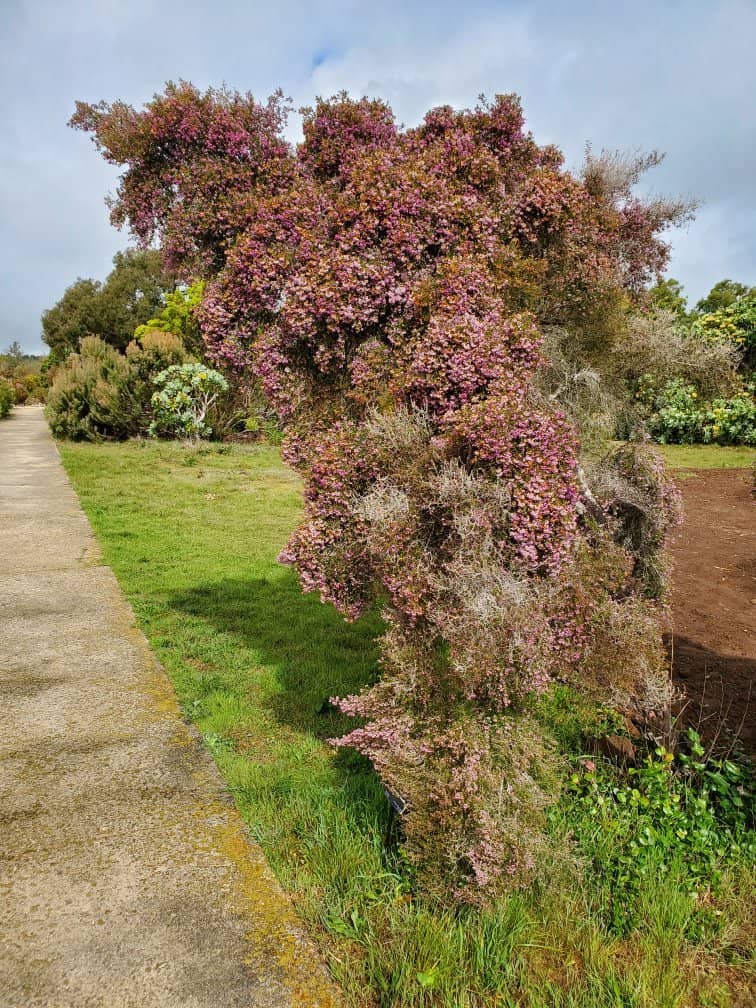 Australian Garden