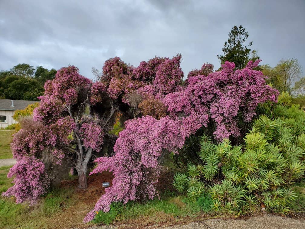 Eucalyptus Grove