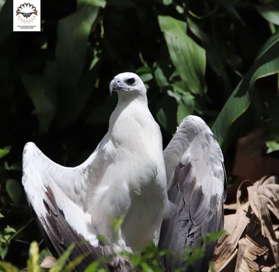 The Majestic Philippine Eagle