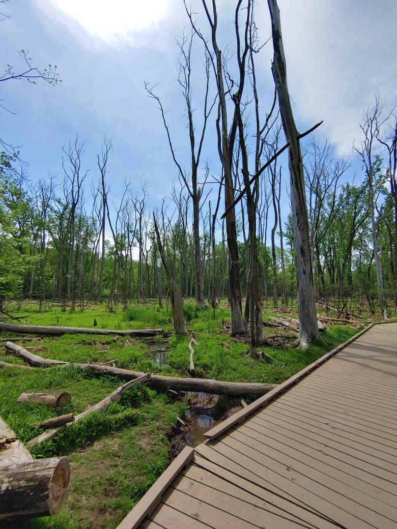 Playground & Ball Fields