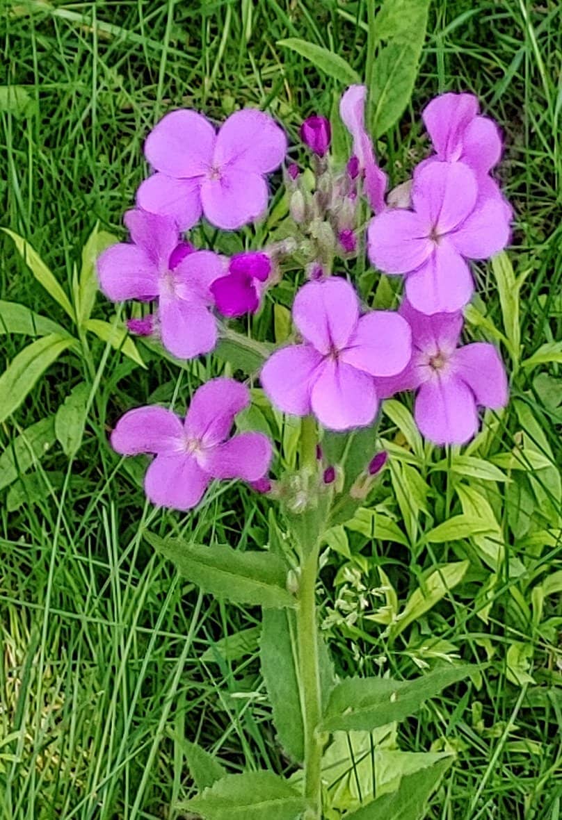 Wetlands Boardwalk