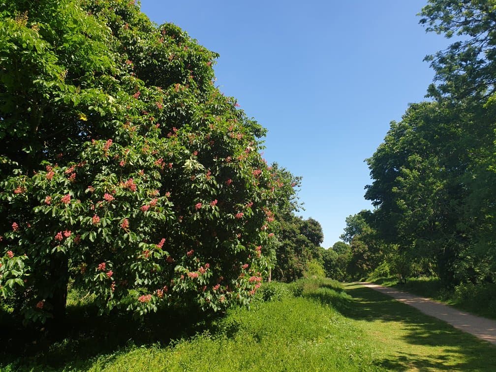 Norton Common, Letchworth Garden City - May 2020
