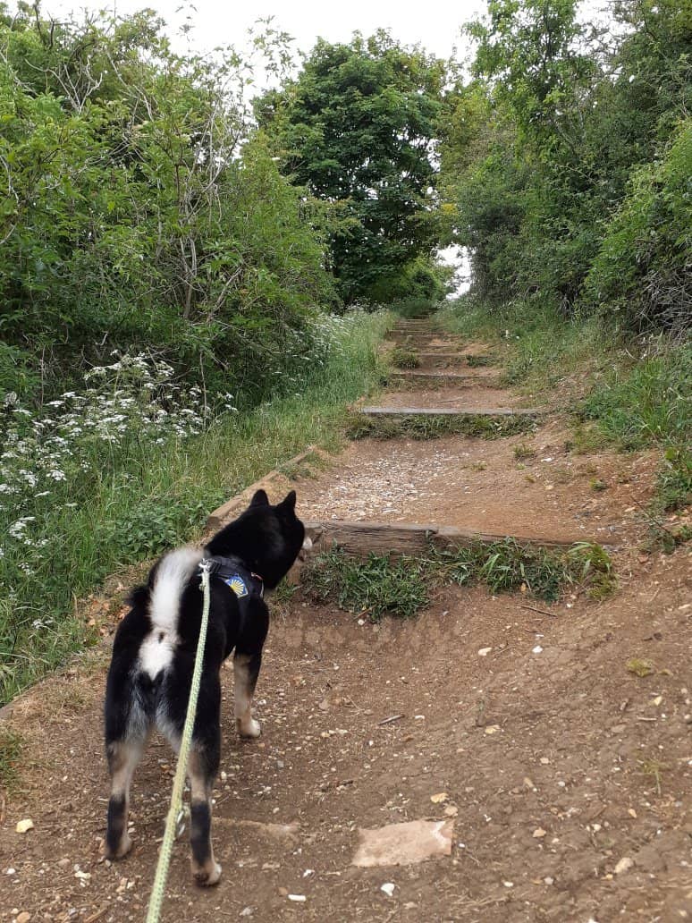 Ancient Beech Woodlands