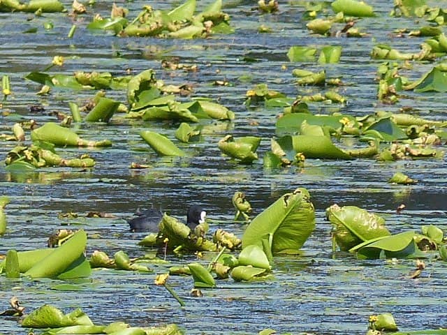 Bittern Sightings