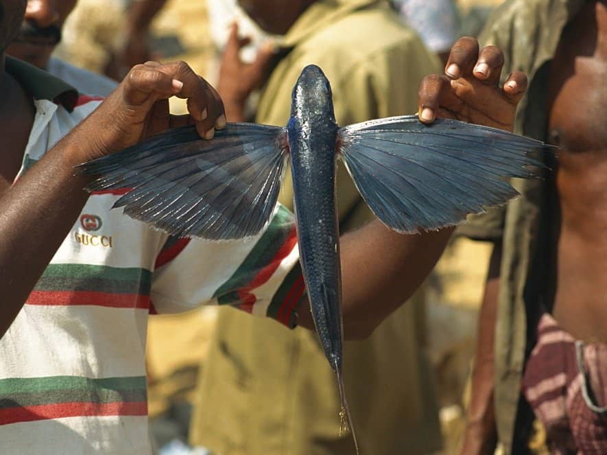 Lush, Verdant Gardens
